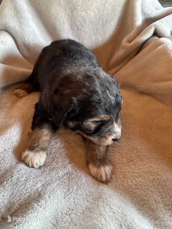 Matthew  – Aussiedoodle puppy for sale in Baker, FL