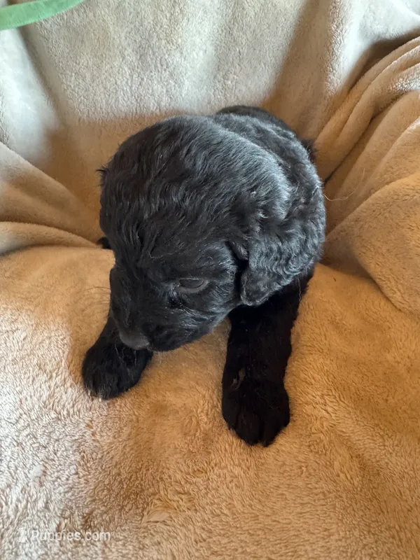 Prince Blackie – Aussiedoodle puppy for sale in Baker, FL