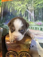 Rose, a female Australian Shepherd for sale in Baker, FL – 7 of 9