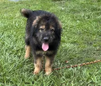 Bodie, a male Australian Shepherd for sale in Baker, FL – 5 of 9