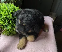 Maddie, a female Aussiedoodle for sale in Baker, FL – 5 of 10
