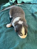 Sterling, a male Australian Shepherd for sale in Baker, FL – 9 of 10