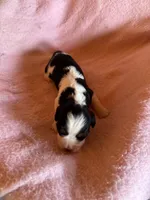 Zoey, a female Cavapoo and Cavalier King Charles Spaniel for sale in Baker, FL – 7 of 7