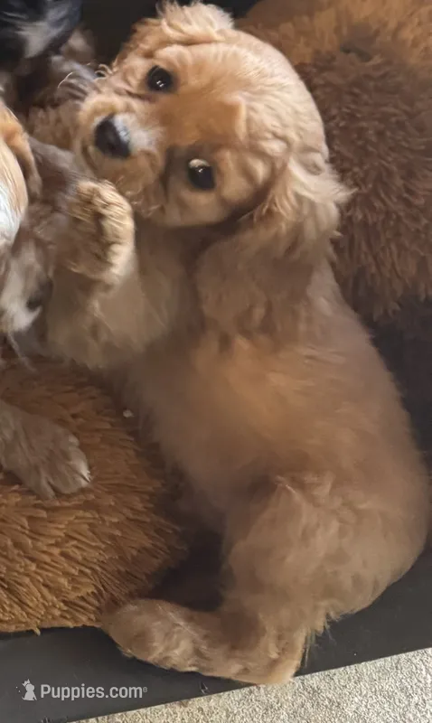 Hannity – Cavapoo, Cavalier King Charles Spaniel puppy for sale in Baker, FL