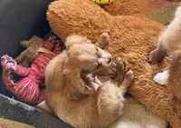 Cooper, a male Cavapoo and Cavalier King Charles Spaniel for sale in Baker, FL – 4 of 8