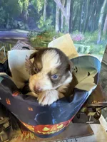 Rose, a female Australian Shepherd for sale in Baker, FL – 8 of 9