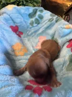 Copper, a male Cavapoo and Cavalier King Charles Spaniel for sale in Baker, FL – 2 of 10
