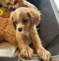 Cooper, a male Cavapoo and Cavalier King Charles Spaniel for sale in Baker, FL – 7 of 8