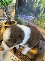 Rose, a female Australian Shepherd for sale in Baker, FL – 5 of 9