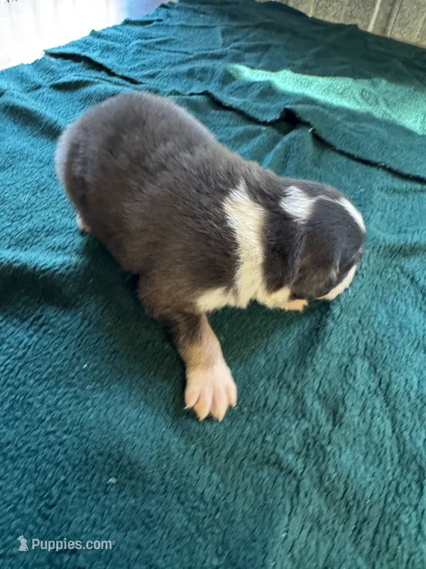 Sterling – Australian Shepherd puppy for sale in Baker, FL