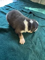 Sterling, a male Australian Shepherd for sale in Baker, FL – 1 of 10