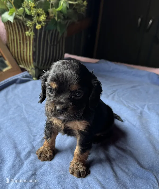 Moses – Cavapoo, Cavalier King Charles Spaniel puppy for sale in Baker, FL