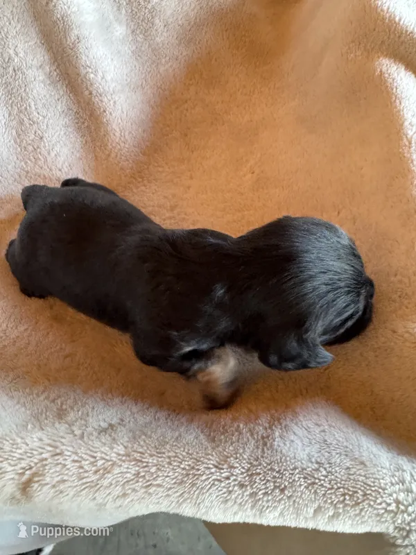 Moses – Cavapoo, Cavalier King Charles Spaniel puppy for sale in Baker, FL