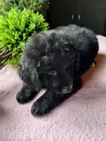Missy, a female Aussiedoodle for sale in Baker, FL – 8 of 8