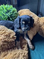 Male Black Beauty, a male Cavapoo and Cavalier King Charles Spaniel for sale in Baker, FL – 7 of 10