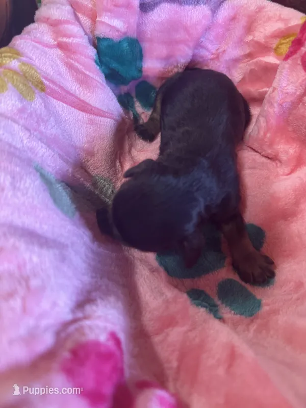  Bailey, a female Cavapoo and Cavalier King Charles Spaniel for sale in Baker, FL – 1 of 10