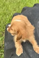 Sandy, a female Cavapoo and Cavalier King Charles Spaniel for sale in Baker, FL – 2 of 8