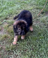 Bodie, a male Australian Shepherd for sale in Baker, FL – 9 of 9