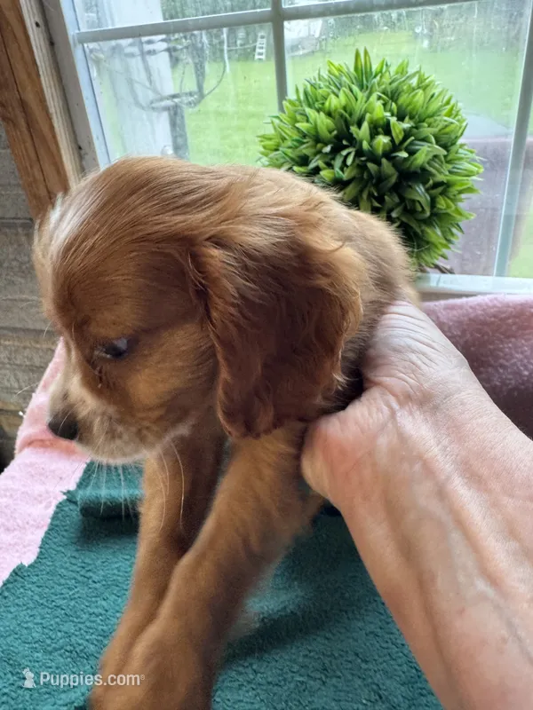 Little Tommy – Cavapoo, Cavalier King Charles Spaniel puppy for sale in Baker, FL