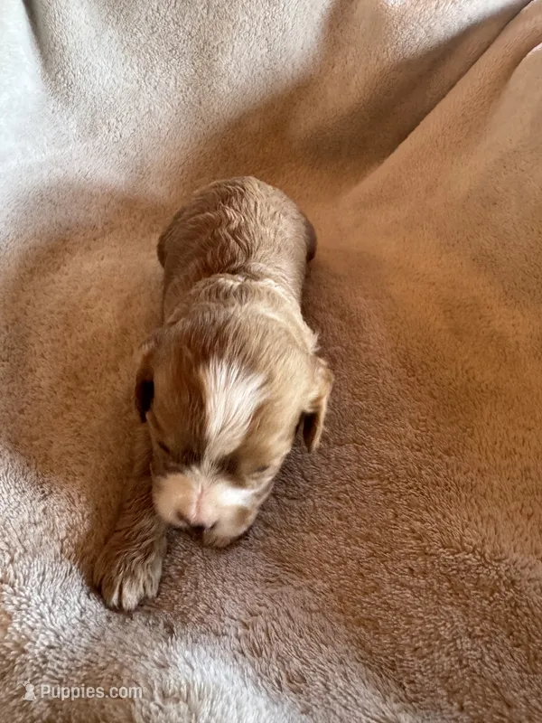 Chip – Cavapoo, Cavalier King Charles Spaniel puppy for sale in Baker, FL
