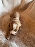 Chip, a male Cavapoo and Cavalier King Charles Spaniel for sale in Baker, FL – 4 of 10