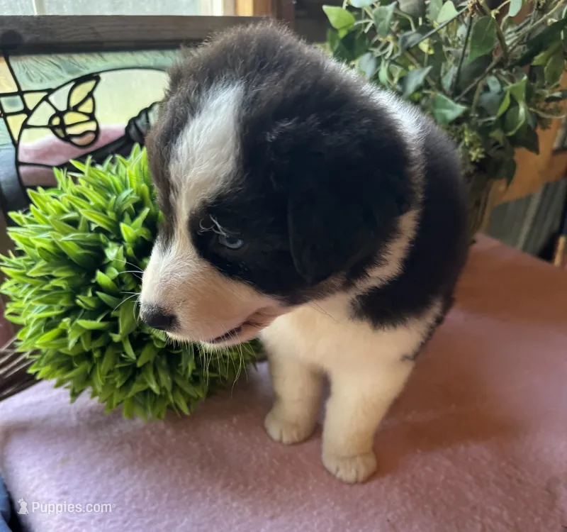 Sheena – Australian Shepherd puppy for sale in Baker, FL