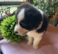 AKC Sheena, a female Australian Shepherd for sale in Baker, FL – 1 of 10