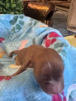 Copper, a male Cavapoo and Cavalier King Charles Spaniel for sale in Baker, FL – 3 of 10