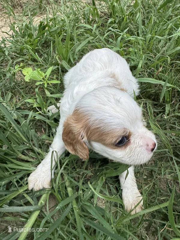 Seba – Cavapoo, Cavalier King Charles Spaniel puppy for sale in Baker, FL