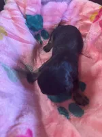  Bailey, a female Cavapoo and Cavalier King Charles Spaniel for sale in Baker, FL – 4 of 10