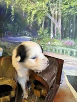 Jewel, a female Australian Shepherd for sale in Baker, FL – 3 of 10