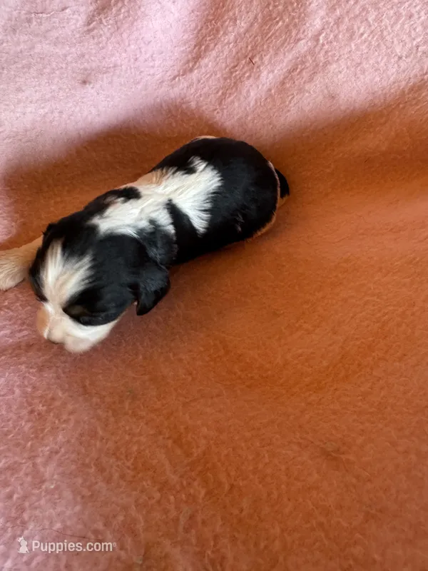 Zoey – Cavapoo, Cavalier King Charles Spaniel puppy for sale in Baker, FL