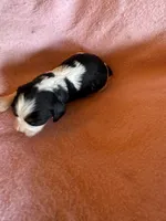 Zoey, a female Cavapoo and Cavalier King Charles Spaniel for sale in Baker, FL – 1 of 7