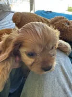 Hannity, a male Cavapoo and Cavalier King Charles Spaniel for sale in Baker, FL – 7 of 9