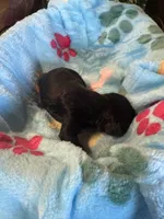 Boomer, a male Cavapoo and Cavalier King Charles Spaniel for sale in Baker, FL – 5 of 8