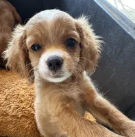 Cooper, a male Cavapoo and Cavalier King Charles Spaniel for sale in Baker, FL – 3 of 8