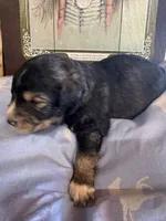 Matthew , a male Aussiedoodle for sale in Baker, FL – 5 of 6
