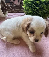 Seba, a female Cavapoo and Cavalier King Charles Spaniel for sale in Baker, FL – 6 of 10