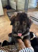 Sage, a male Aussiedoodle for sale in Baker, FL – 2 of 7