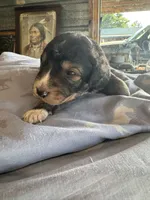 Pee Bo, a male Aussiedoodle for sale in Baker, FL – 3 of 5