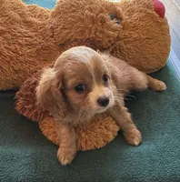 Chip, a male Cavapoo and Cavalier King Charles Spaniel for sale in Baker, FL – 6 of 8