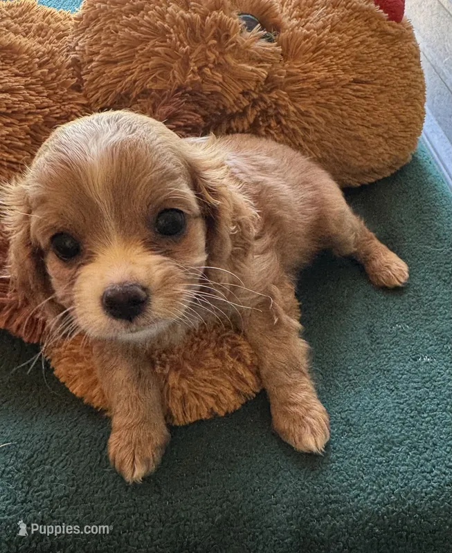 Chip – Cavapoo, Cavalier King Charles Spaniel puppy for sale in Baker, FL
