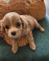 Chip, a male Cavapoo and Cavalier King Charles Spaniel for sale in Baker, FL – 1 of 8