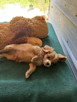 Chip, a male Cavapoo and Cavalier King Charles Spaniel for sale in Baker, FL – 8 of 8
