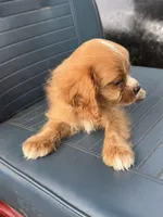 Sandy, a female Cavapoo and Cavalier King Charles Spaniel for sale in Baker, FL – 6 of 8