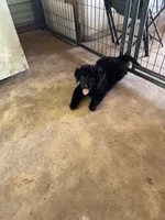 Little Sister, a female Aussiedoodle for sale in Baker, FL – 5 of 6