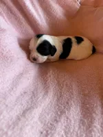 Hannah, a female Cavapoo and Cavalier King Charles Spaniel for sale in Baker, FL – 5 of 6