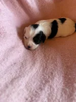 Hannah, a female Cavapoo and Cavalier King Charles Spaniel for sale in Baker, FL – 6 of 6