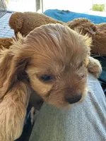 Hannity, a male Cavapoo and Cavalier King Charles Spaniel for sale in Baker, FL – 3 of 9