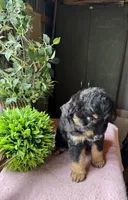 Maddie, a female Aussiedoodle for sale in Baker, FL – 6 of 10